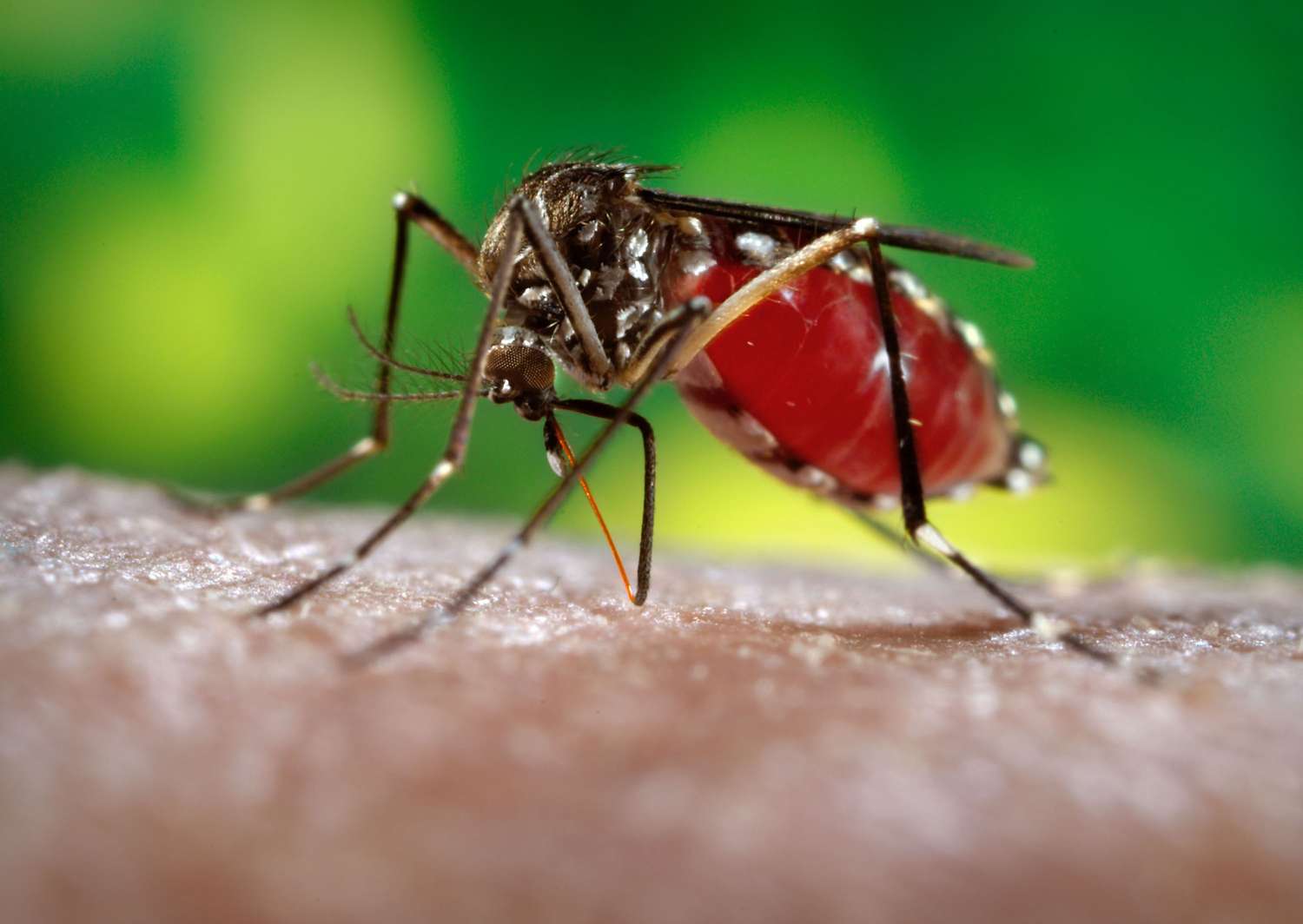 Recomiendan extremar la prevención a embarazadas que viajen a zonas con zika