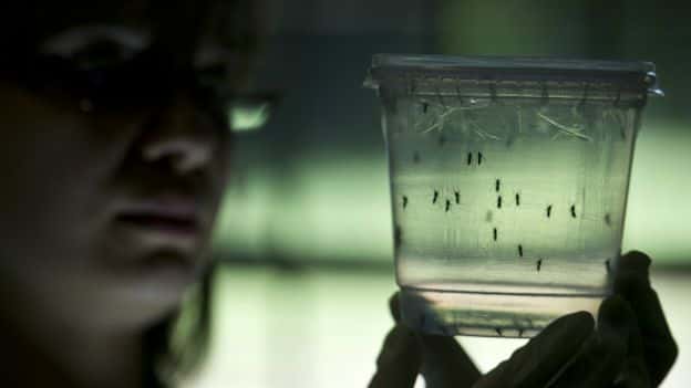Sendos casos de zika no autóctonos Capital y Neuquén