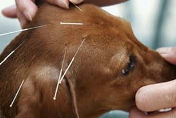 Terapias no convencionales para la salud animal