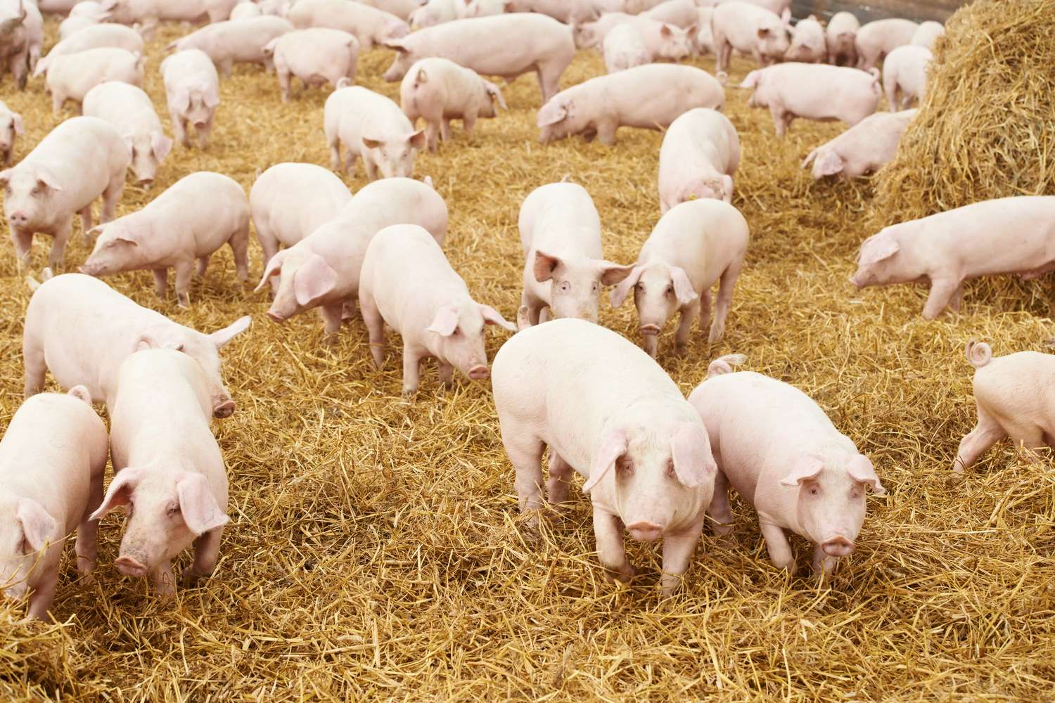 Cluster porcino: programa de concientización de triquinosis con escuelas rurales    |Cosas que pasan