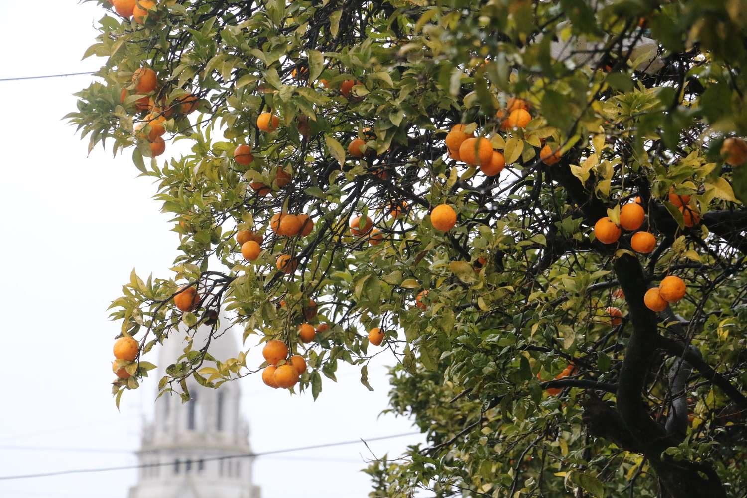 ¿Se pueden comer las naranjas de los árboles de Yrigoyen?