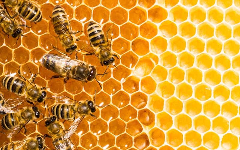 La calidad de la miel depende del cuidado provisto a las abejas
