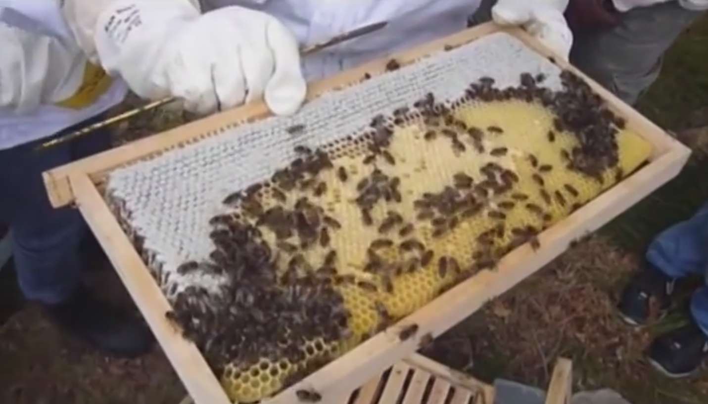 Curso de apicultura para principiantes