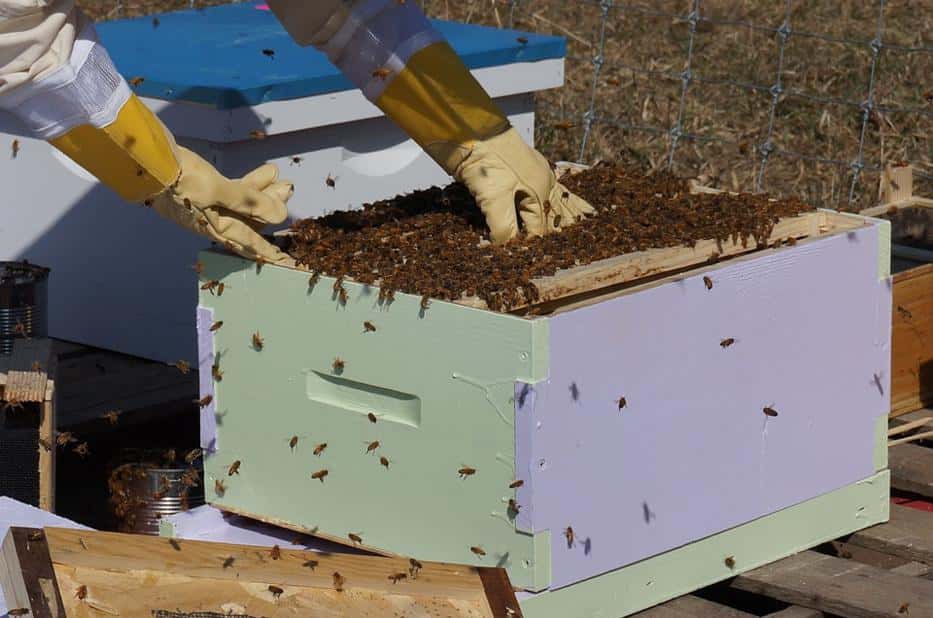 Se encuentra abierta la inscripción para  participar en el curso de apicultura