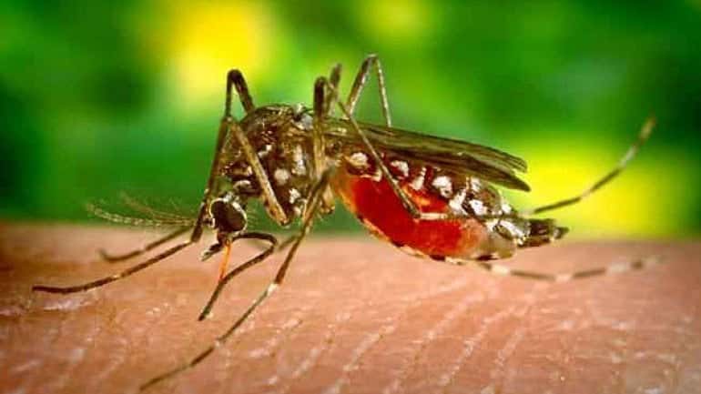 Invasión de mosquitos: aseguran que "no tiene nada que ver con el dengue"