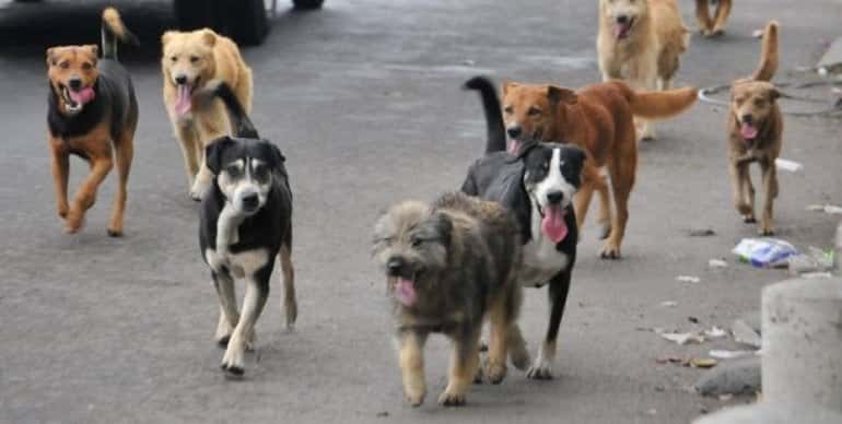 Quitaron todos los perros callejeros de la ciudad y los dieron en adopción responsable