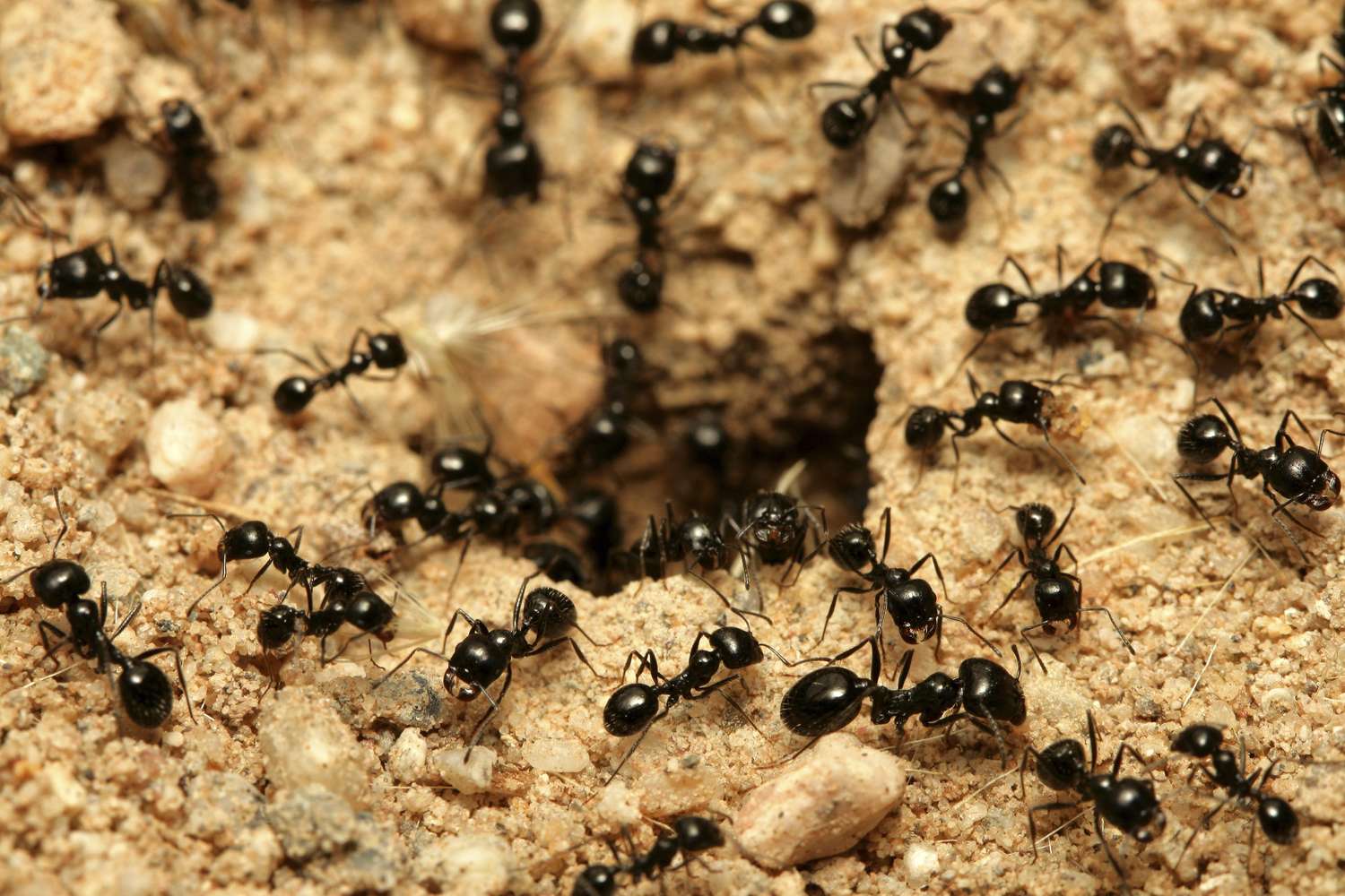 El comportamiento de las hormigas que predice el clima