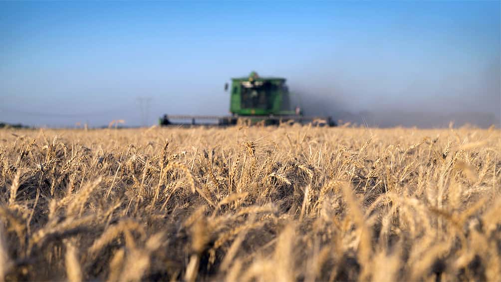 Por las lluvias, el 50% del trigo se encuentra en estado regular