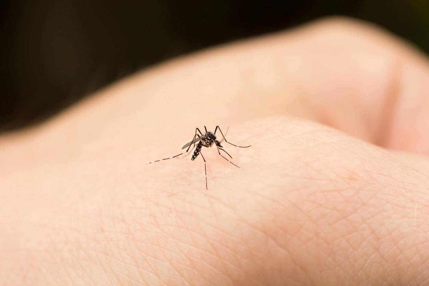 Las causas de la epidemia de mosquitos y los mitos a su alrededor