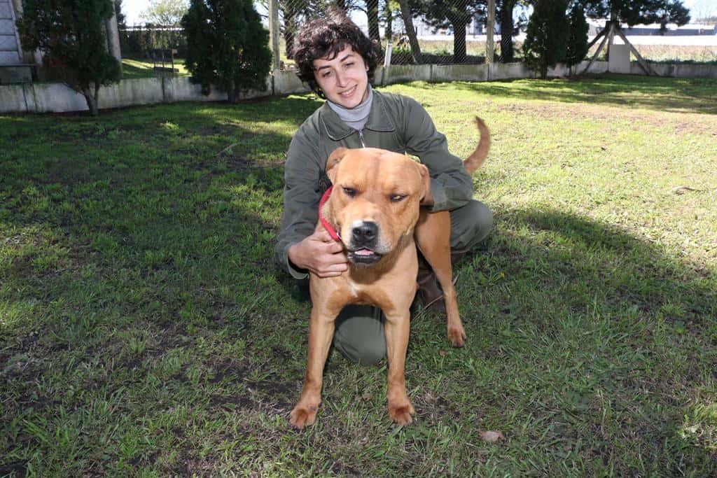 Voluntarios resocializan a los perros que viven en los caniles de Bromatología