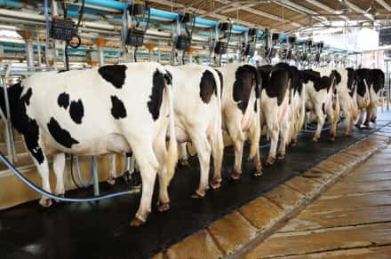 En Tandil se presentará el proyecto de la Unión Europea de fortalecimiento de la cadena láctea
