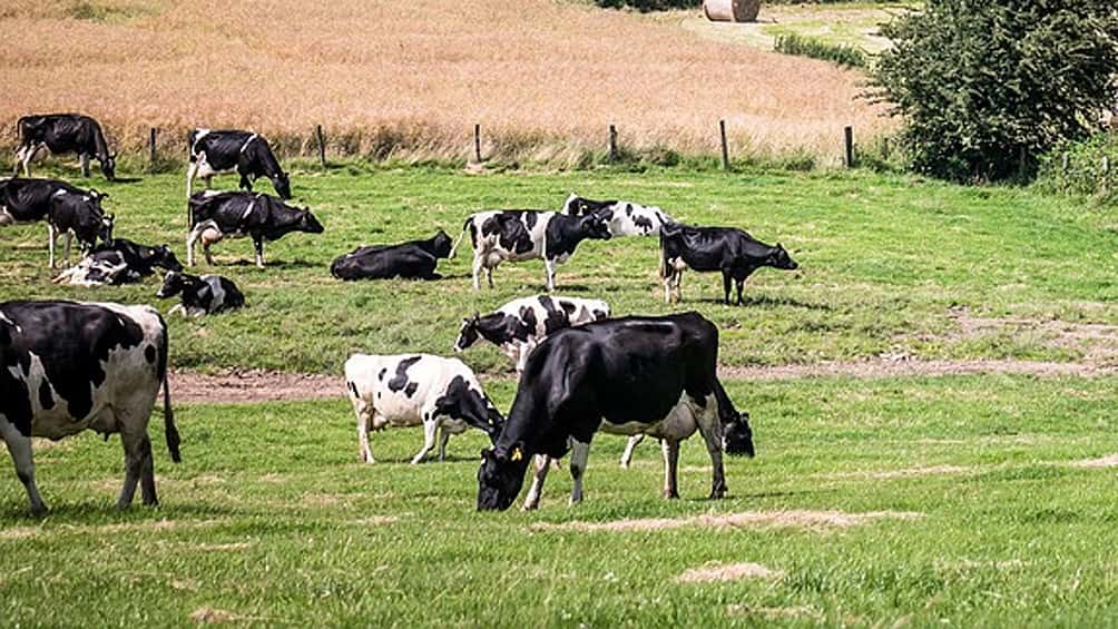 La ganadería en América Latina puede ser parte de la solución al cambio climático