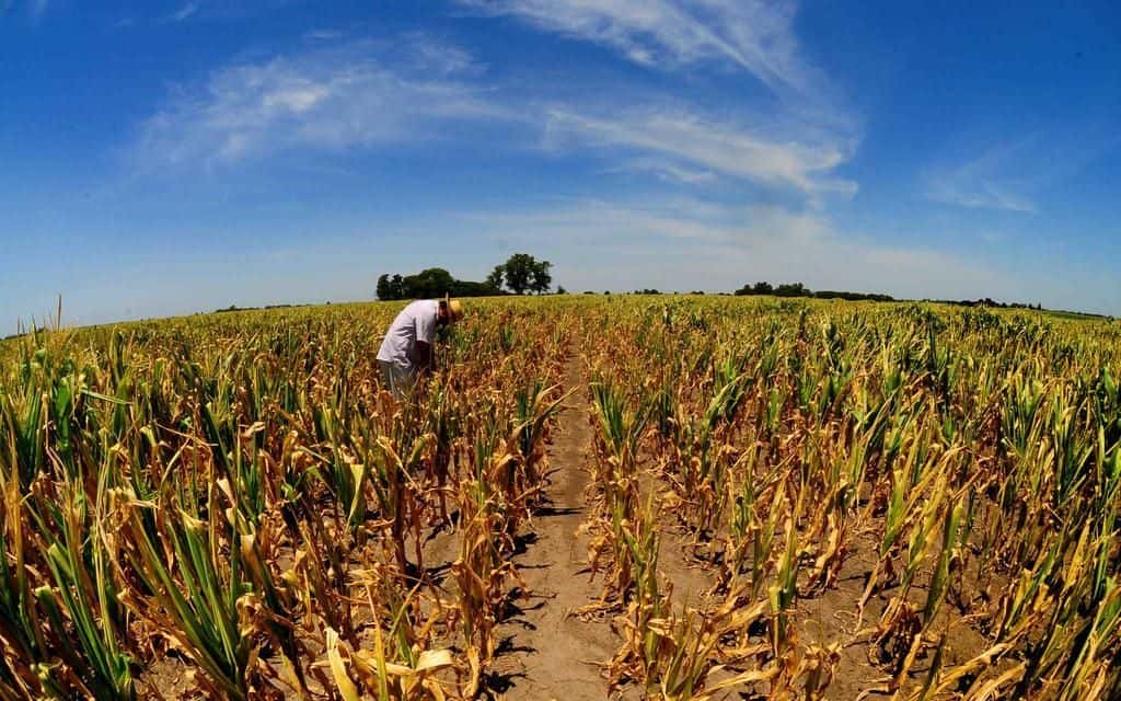La sequía en el territorio bonaerense hará caer los rindes de soja y maíz