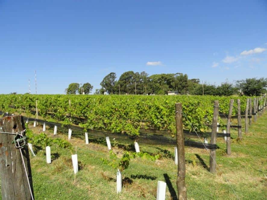 Según expertos, Tandil es la vitivinicultura  europea que va a romper el paradigma argentino