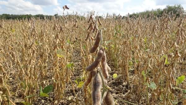 El sector agropecuario sufre las consecuencias de la sequía
