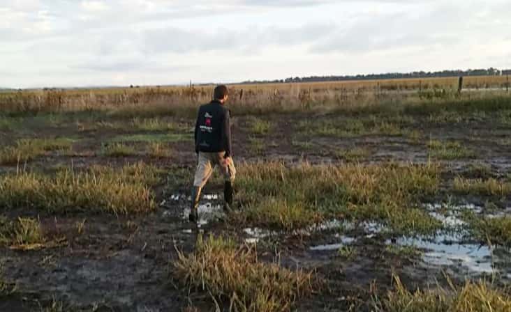 Luego de una campaña sin agua, las recientes  lluvias trajeron alivio a los campos de la zona