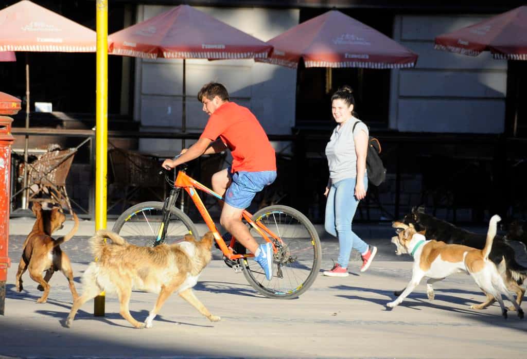 Un plan integral ambiciona reducir  la cantidad de perros en las calles  mediante un censo y caniles nuevos