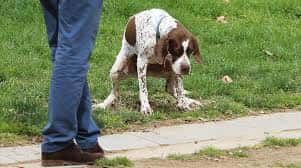En Mendoza, multarán con hasta $ 12.000 a los que no levanten la caca de su perro