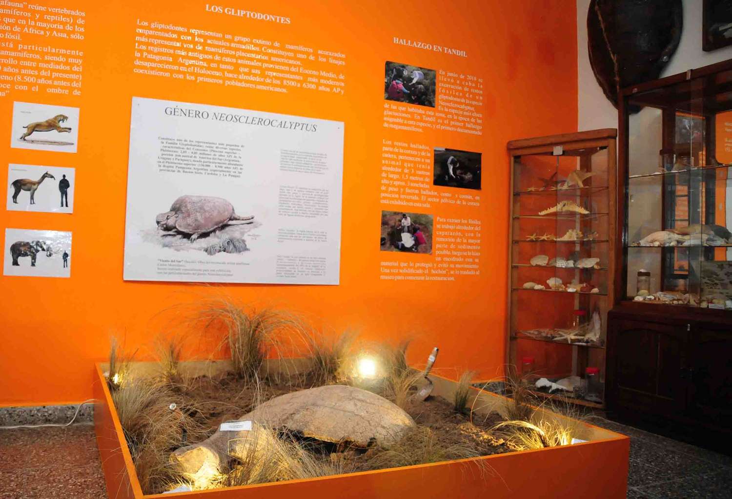 Los restos del gliptodonte ya se exhiben en el Museo, como prueba de un hallazgo histórico para Tandil