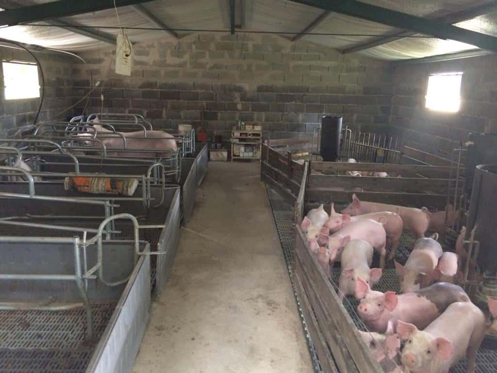 La Provincia entregó un fondo  a la producción porcina local