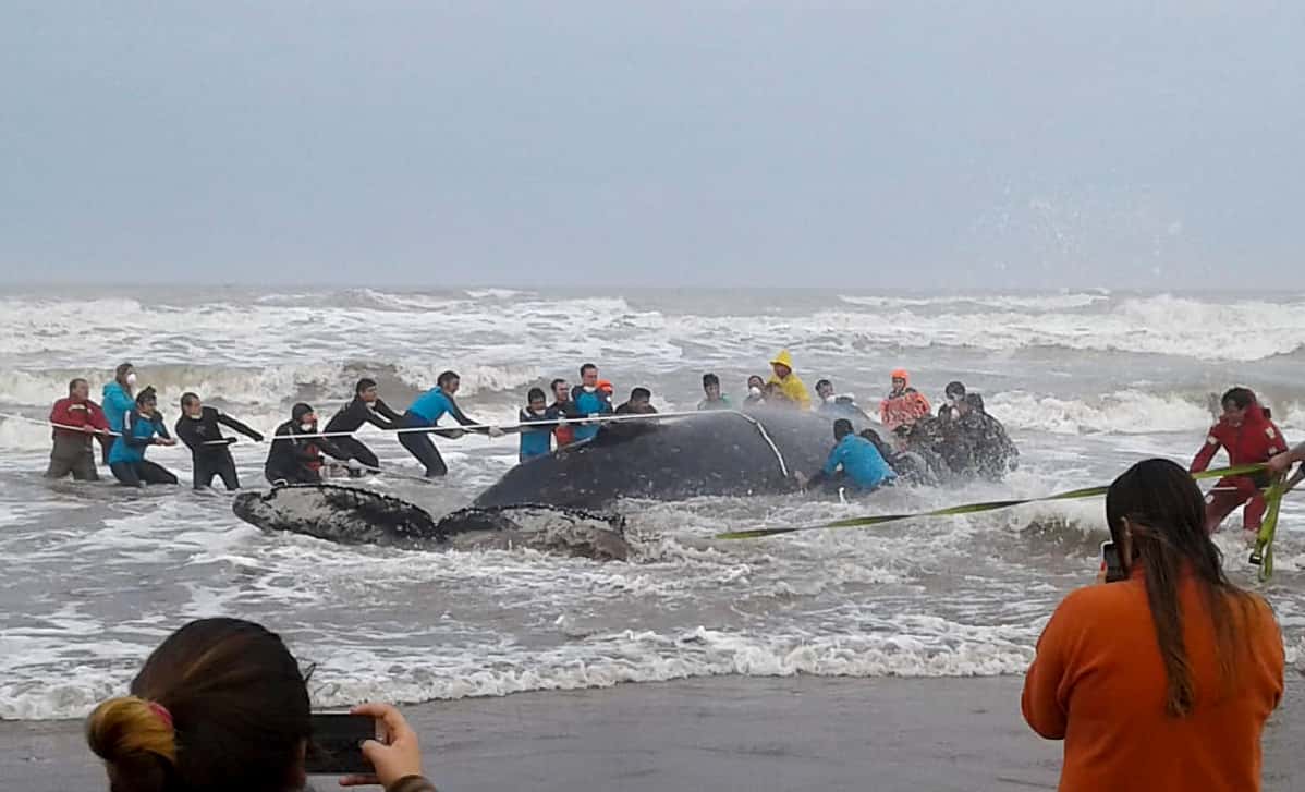 Encalló una ballena jorobada en una playa de Mar del Tuyú