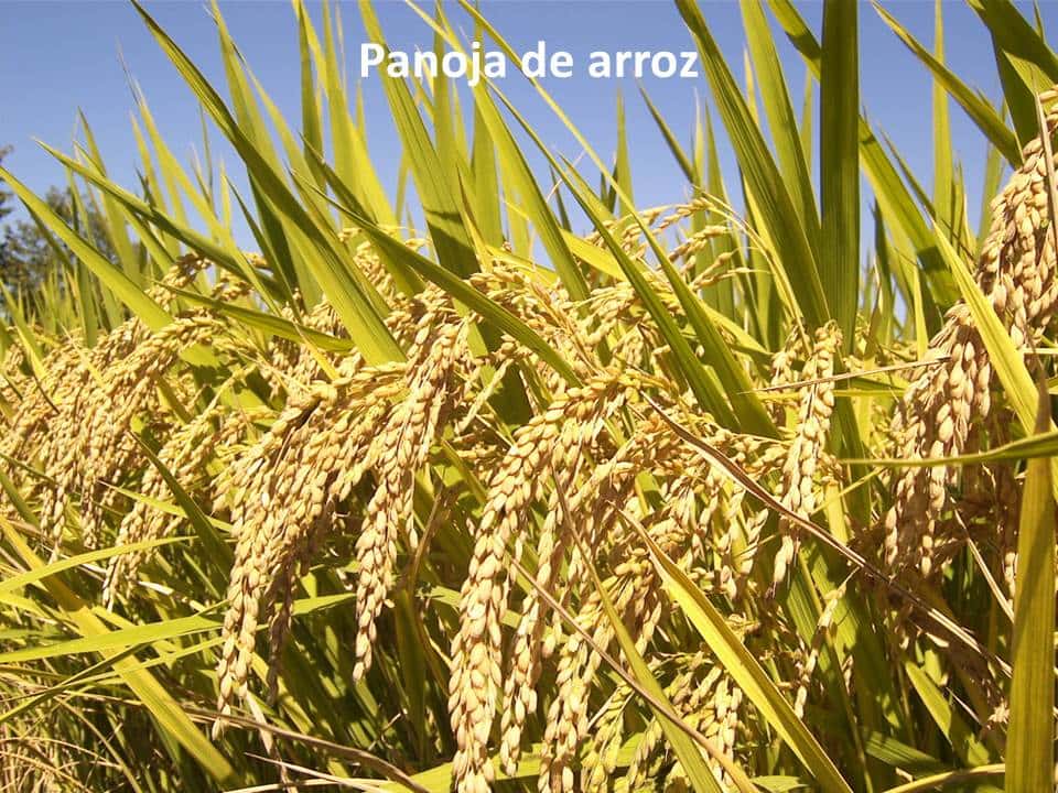 Plantas del Quijote: cereales