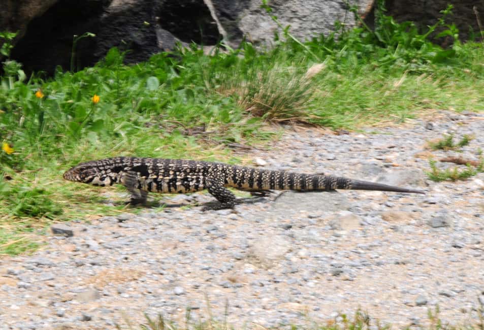 Un lagarto overo fue visto en Movediza y alertan a los vecinos por su preservación