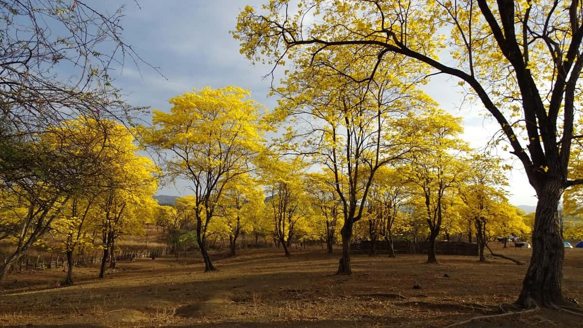 Ecuador: el bosque que se viste “de oro” ocho días al año