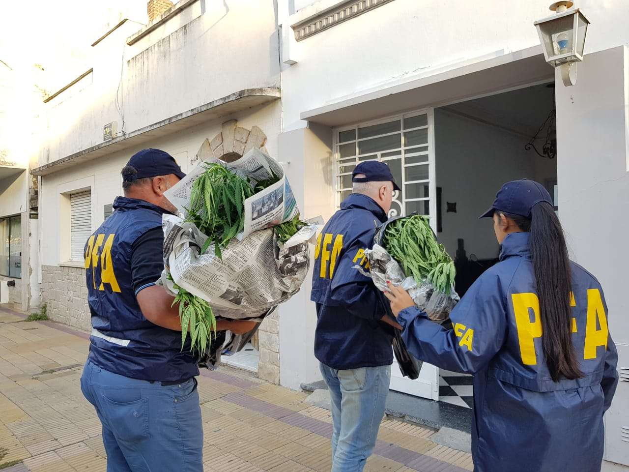 Secuestraron una importante cantidad de plantas de marihuana de una vivienda ubicada en Sarmiento al 200