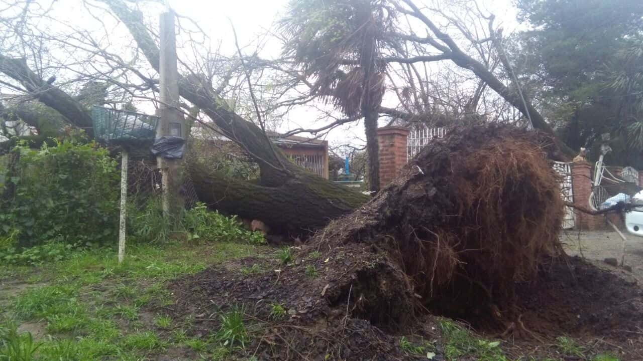 Demandan al Municipio por los daños en una casa que provocó la caída de árboles en un temporal