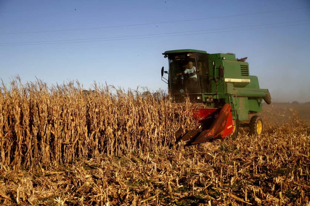Aumentó un 11 por ciento en la región sudeste de la Provincia el sembrado de maíz