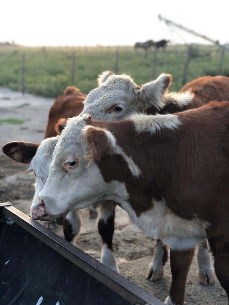 Arreándolas a plena luz de día y por la calle, se robaron 13 vacas preñadas de un campo en De La Canal