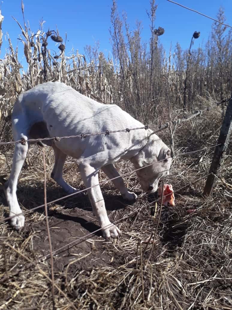 Rescataron a un perro dogo que  era utilizado para la caza de jabalíes