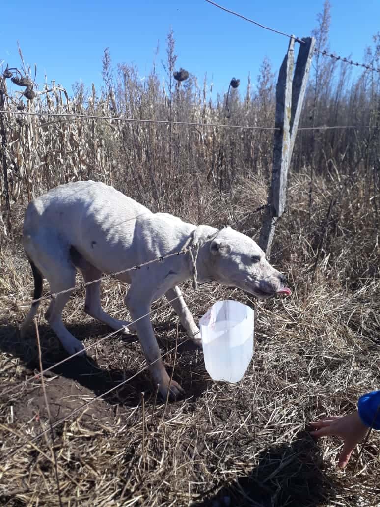 Rescataron a un perro dogo que era utilizado para la caza de jabalíes
