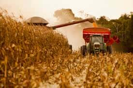 Se cosechó más del 44 por ciento de maíz en todo el país y en Buenos Aires el rinde es el esperado