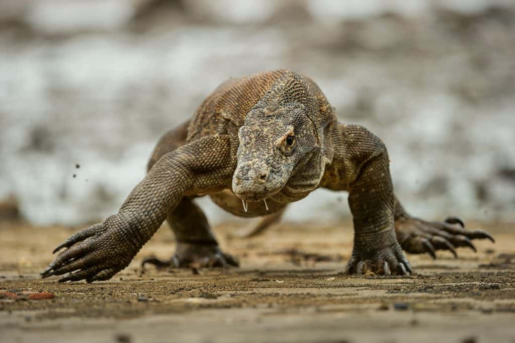 Indonesia cerrará la isla de Komodo para proteger a sus dragones