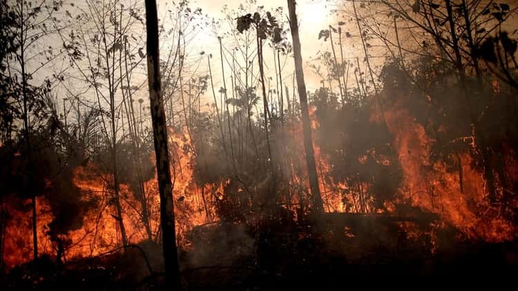 Combaten los incendios en Amazonía luego de la aparición de focos nuevos
