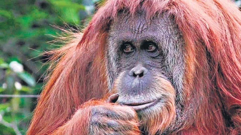 Luego de 23 años, la orangutana Sandra será trasladada a fin de mes a Estados Unidos
