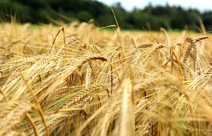 La cebada en los campos bonaerenses atraviesa una “ajustada humedad del suelo”