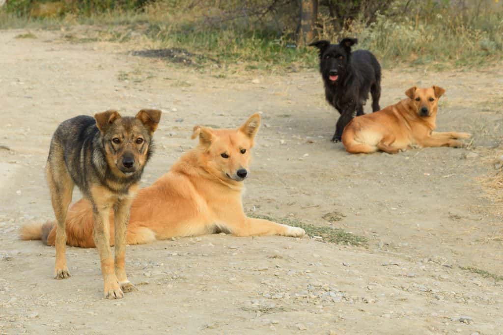 En lo que va del año, se denunciaron 281 mordeduras de perros en Tandil