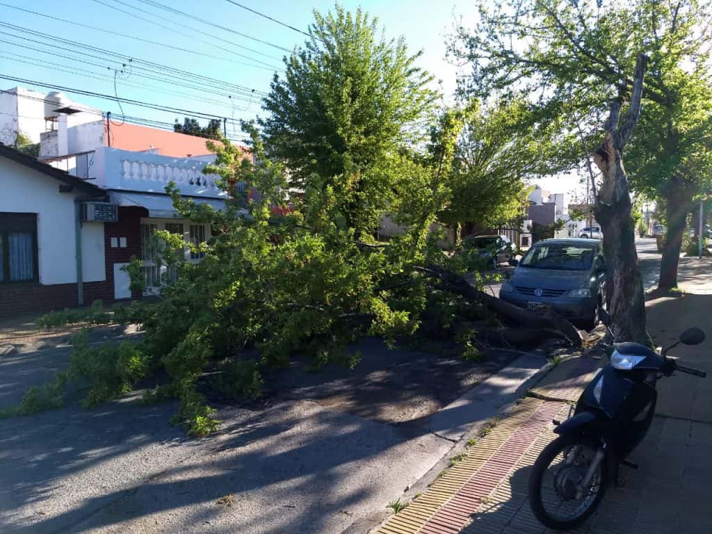 La fuerza del viento derribó una importante rama de un árbol hacia el medio de la calle