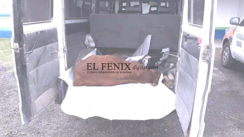 Detienen a pareja que transportaba un ternero muerto de 200 kilos en una combi
