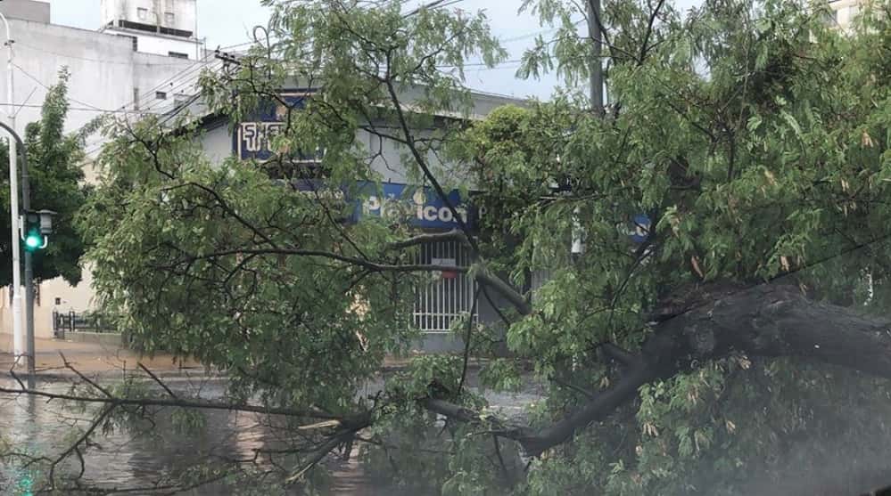 Un camión derribó un árbol en España e Yrigoyen