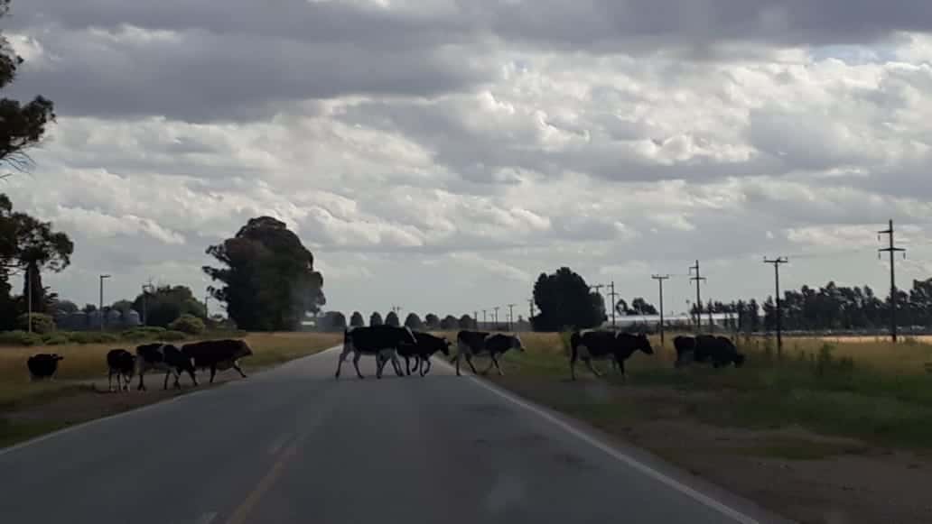 Alerta por vacas sueltas sobre la Ruta 30