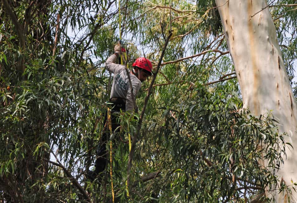 Mediante arboricultura, realizan poda a gran altura de árboles añejos en la zona del Lago 