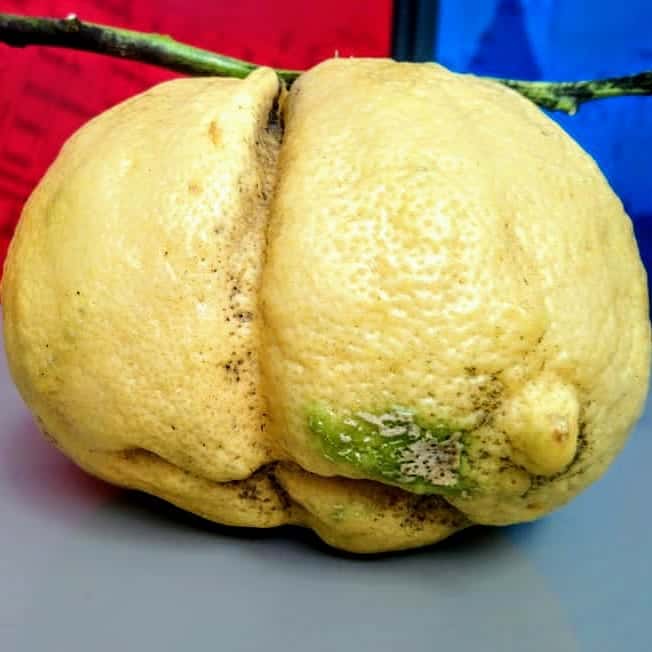 Vecino tandilense cosechó un “super-limón” de 670 gramos y lo exhibió orgulloso