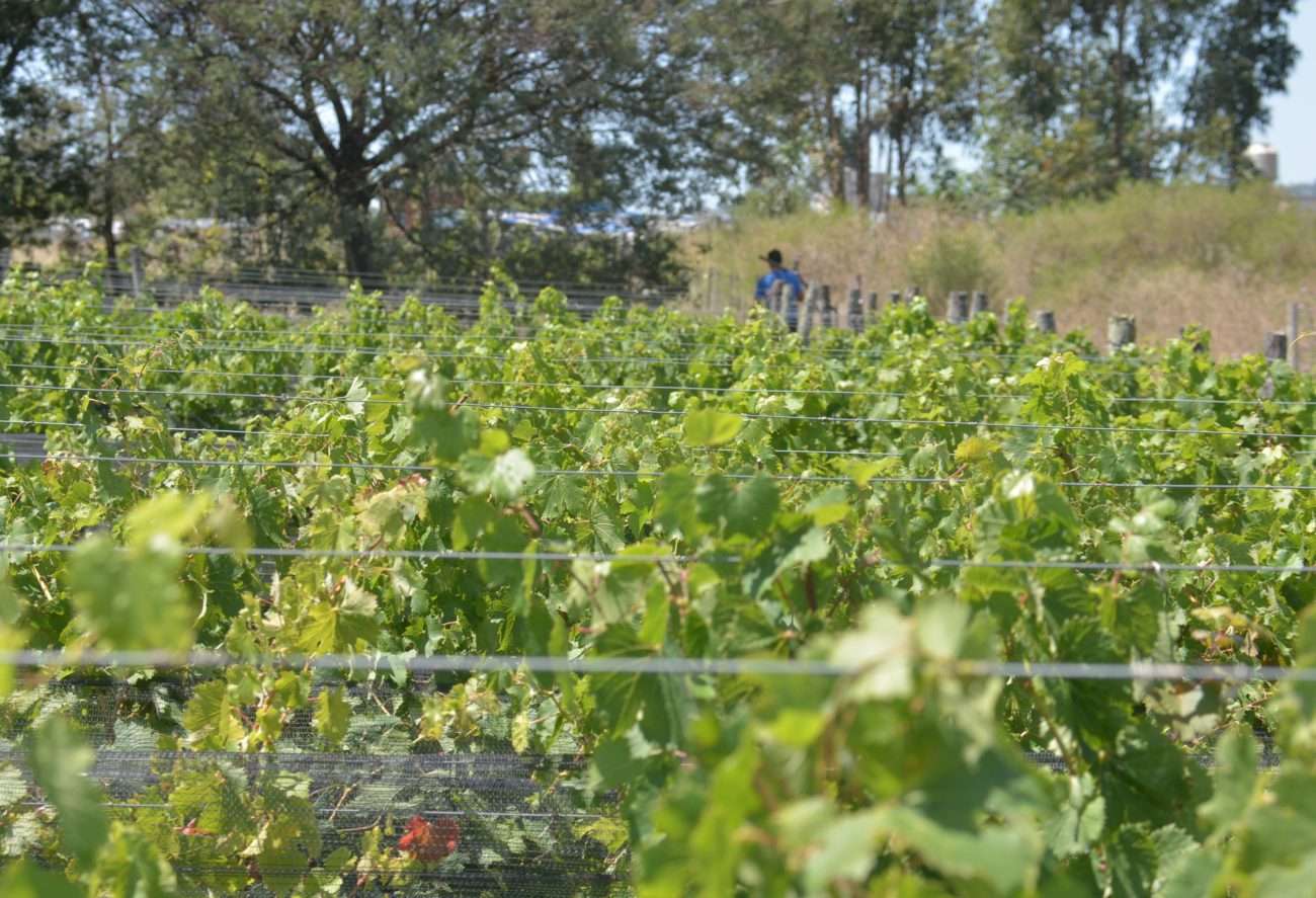 La vitivinicultura, una  tarea que demanda paciencia  y en Tandil busca su propia  fórmula de producción