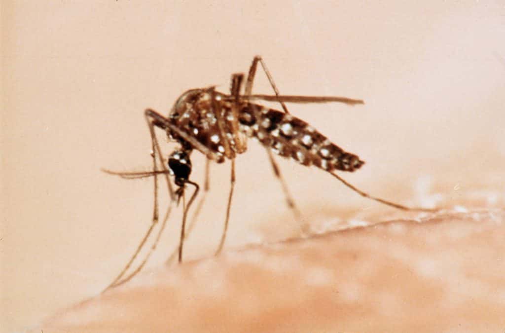 Desafíos en la lucha contra el dengue