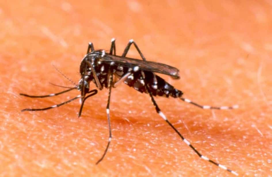Encontraron al mosquito transmisor del dengue en toda la zona urbana de Tandil