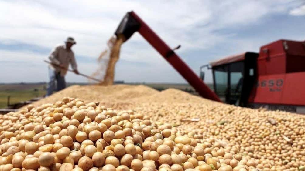 Autorizaron el uso de soja con modificaciones genéticas con fines agroindustriales
